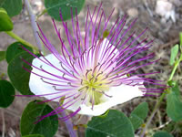 Capparis spinosa